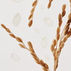 Glow Replenishing Rice Milk (150ml)