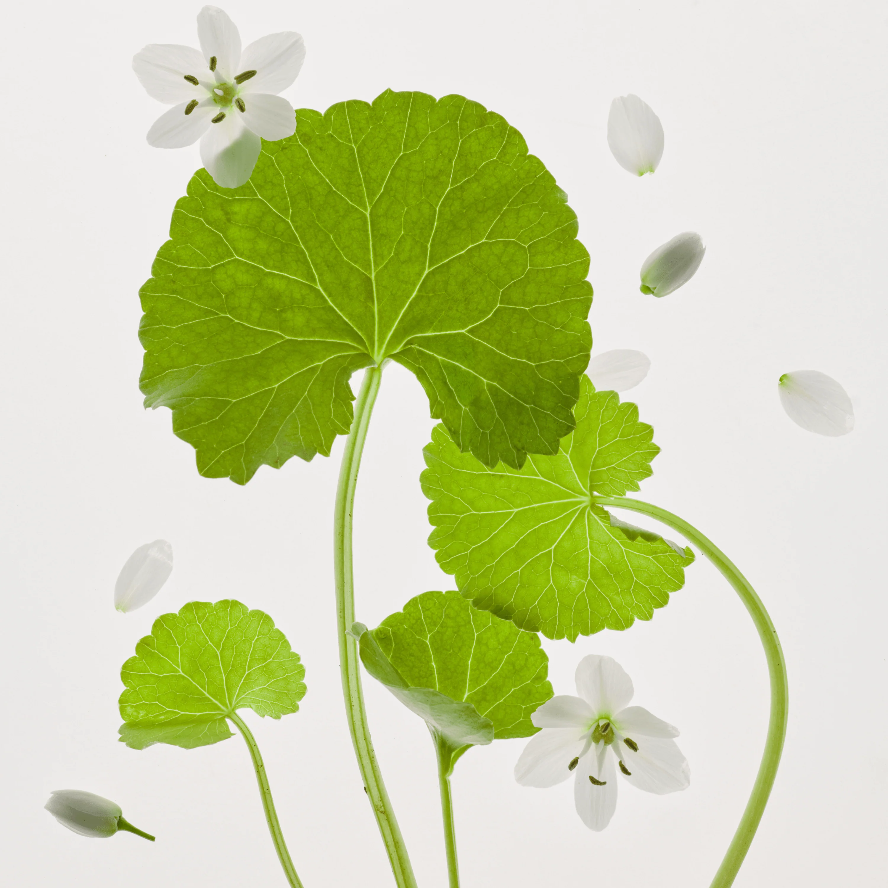 Centella Asiatica Calming Mask Set (10ea)