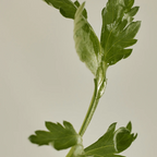 Matte Sun Stick : Mugwort+Camelia (18g)