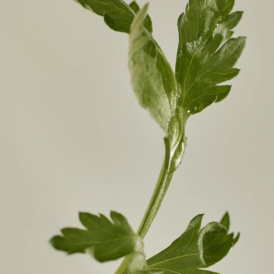 Matte Sun Stick : Mugwort+Camelia (18g)