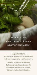 Mugwort Serum (30ml)