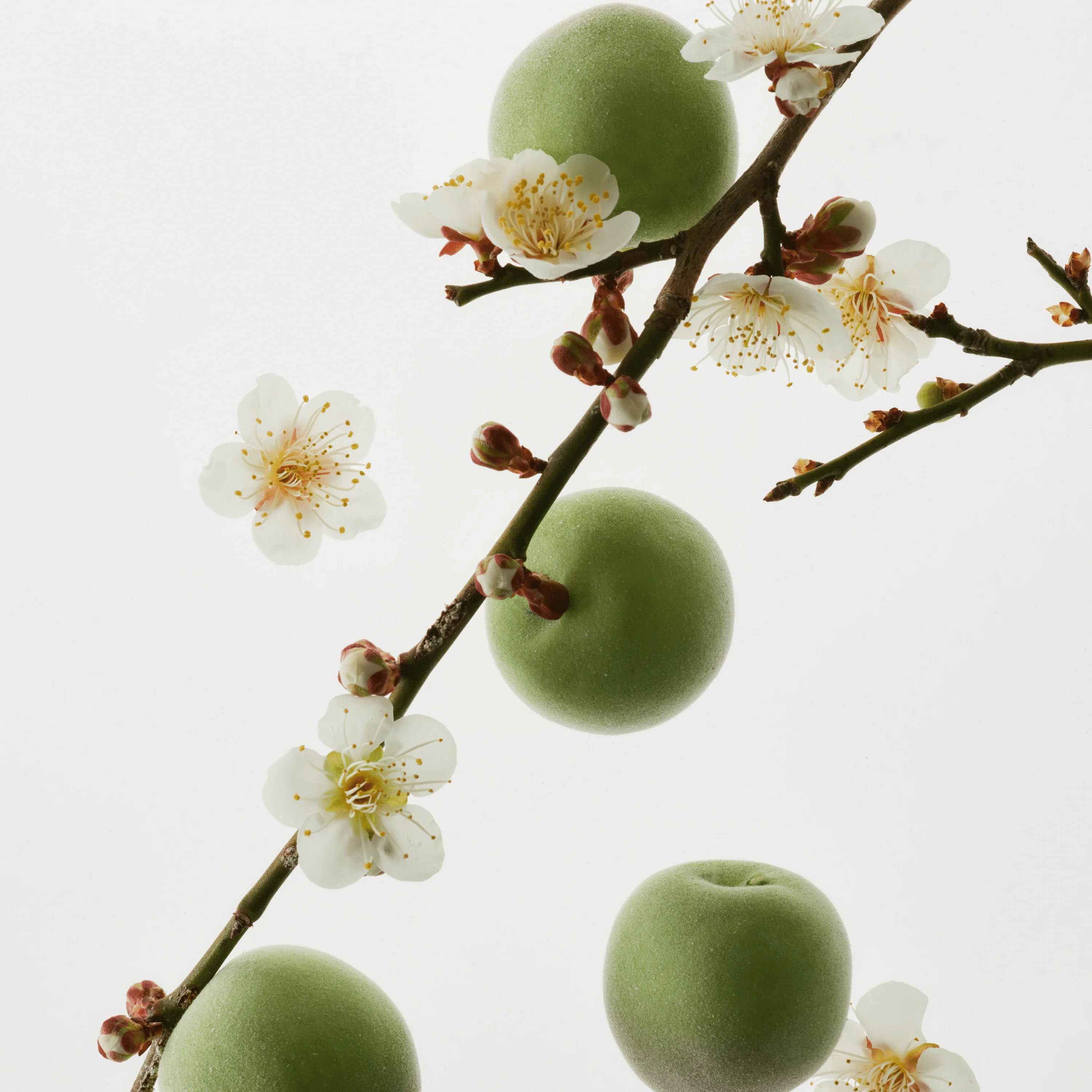 Green Plum Refreshing Toner: AHA + BHA (150ml)